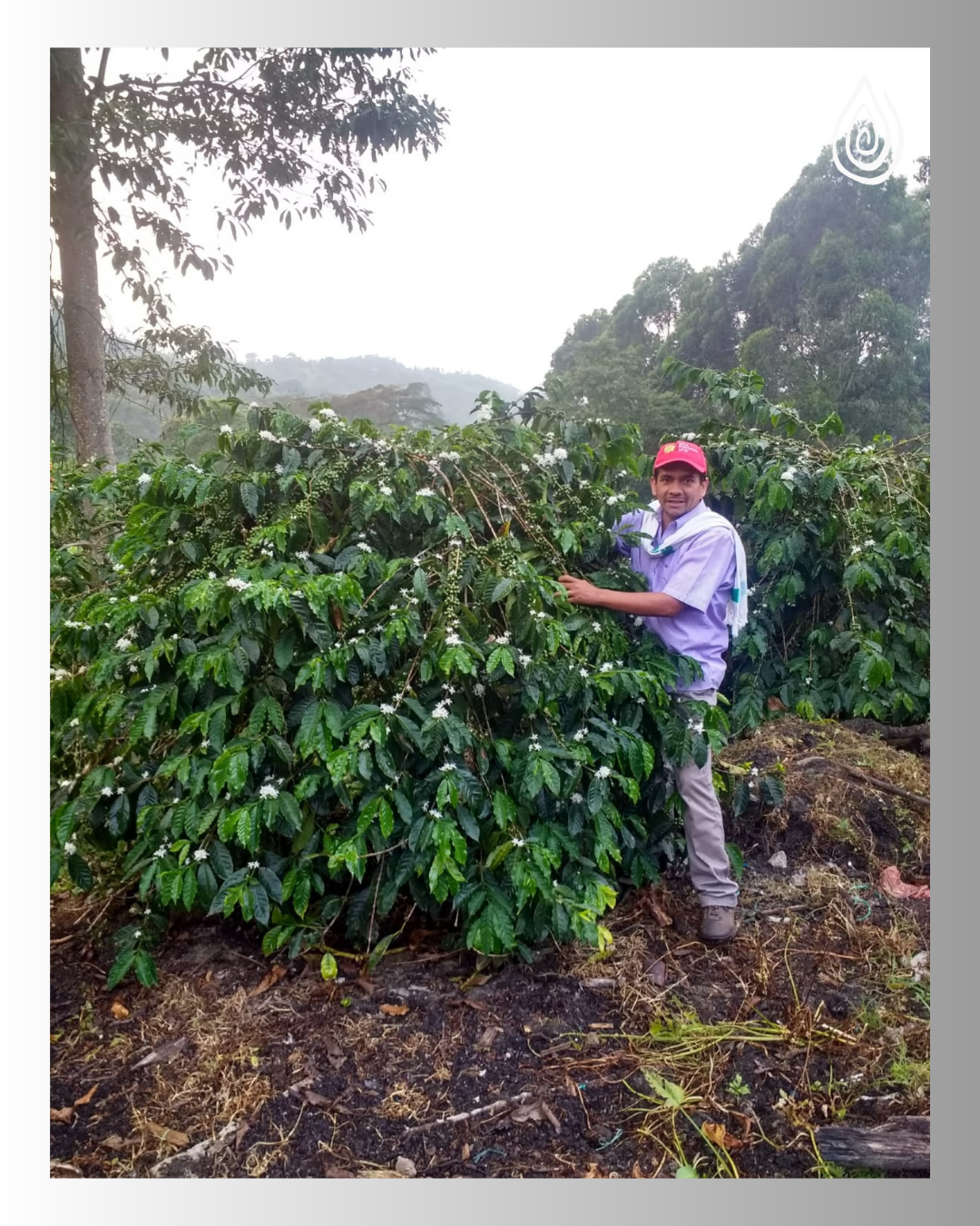 🇨🇴 Colombie – Papayo Naturel / Huila