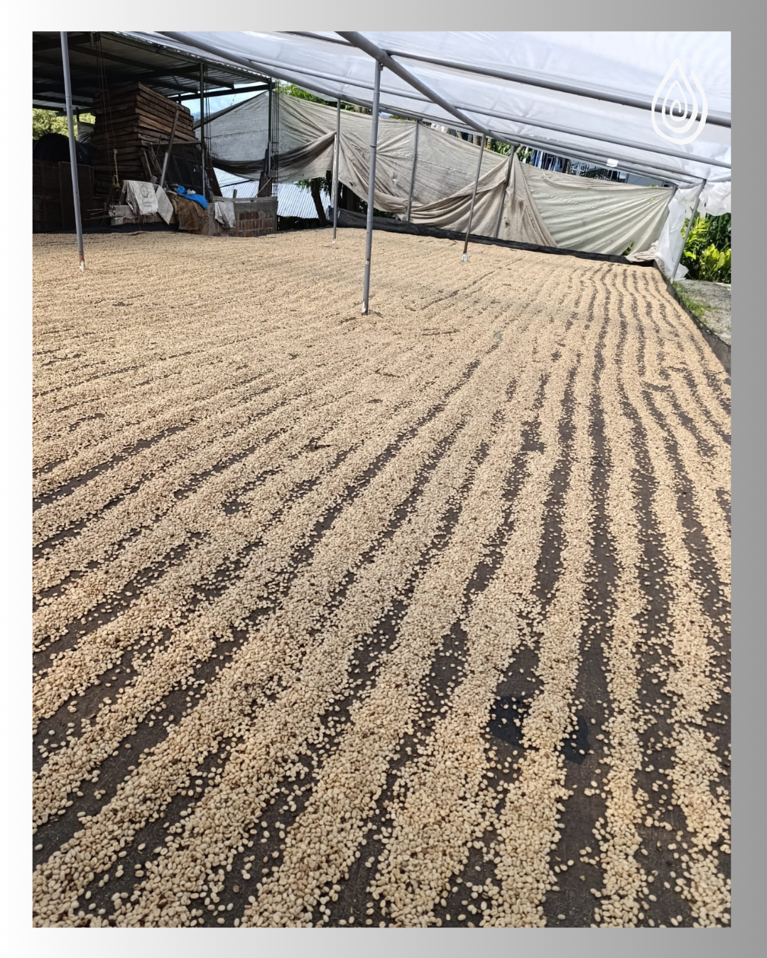 🇨🇴 Colombie – Papayo Naturel / Huila