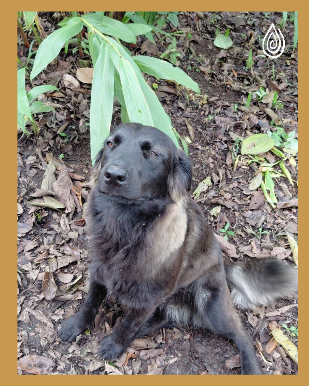 🇨🇴 Colombie – Rubi Bastidas / Honey - 87 SCA