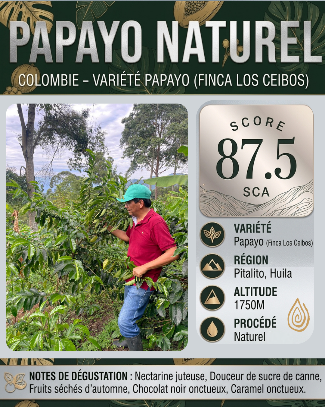 🇨🇴 Colombie – Papayo Naturel / Huila